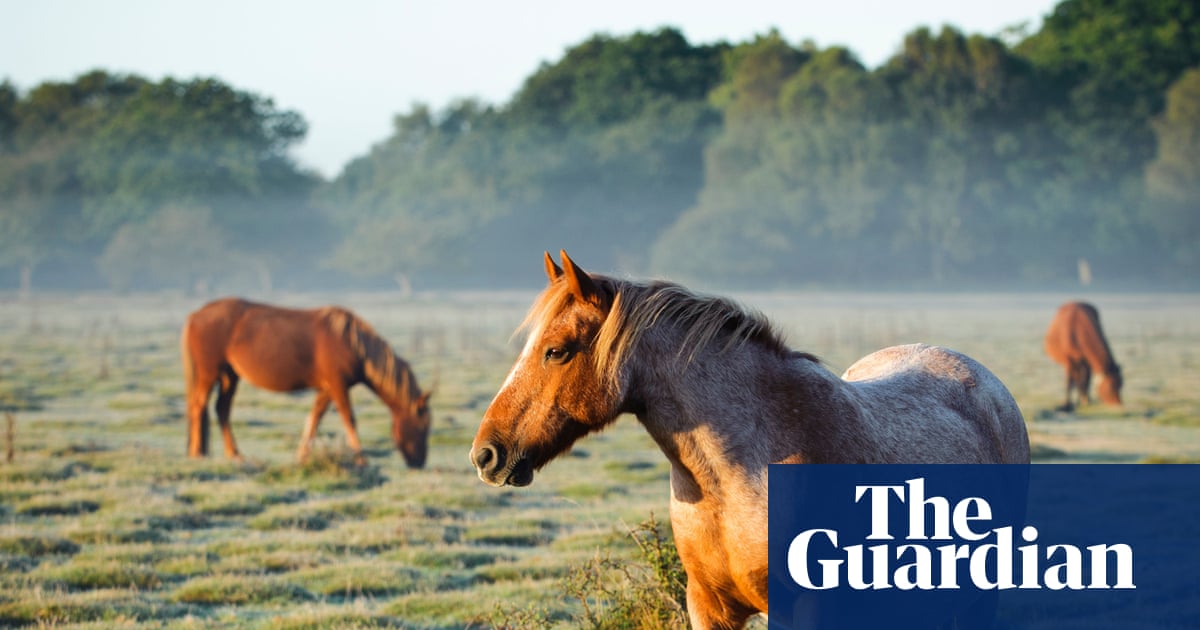 Horse meat set to be banned in Italy amid draft equine bill