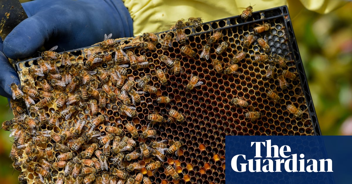 New Zealand drowning in mānuka honey after a boom in beekeeping