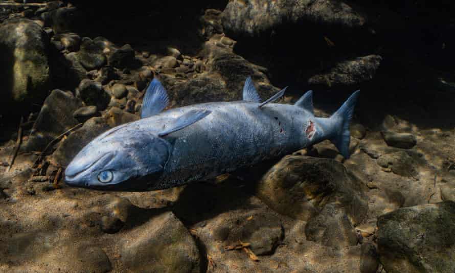 A sockeye salmon in the Columbia river that died as a result of hot river temperatures.