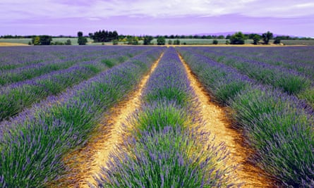 Lavender field, Grasse, Provence, France.