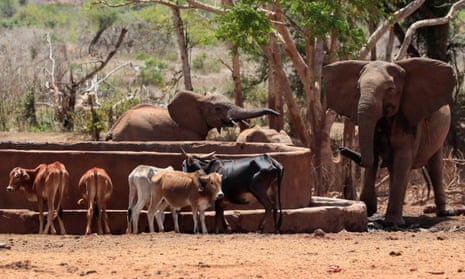 Elephants drink water at a solar powered water point in the Mgeno conservancy in Taita Taveta, Kenya