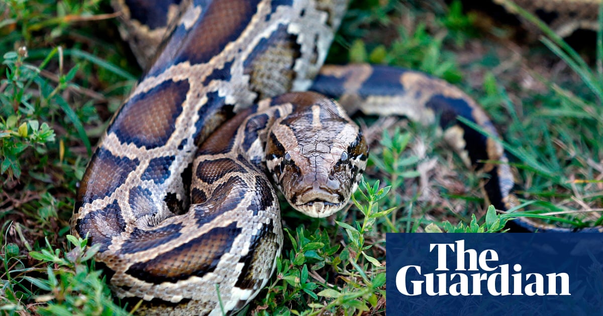 Invasive snake wrestled into submission by hunters is Floridas longest  The Guardian Invasive snake wrestled into submission by hunters is Floridas longest  The Guardian