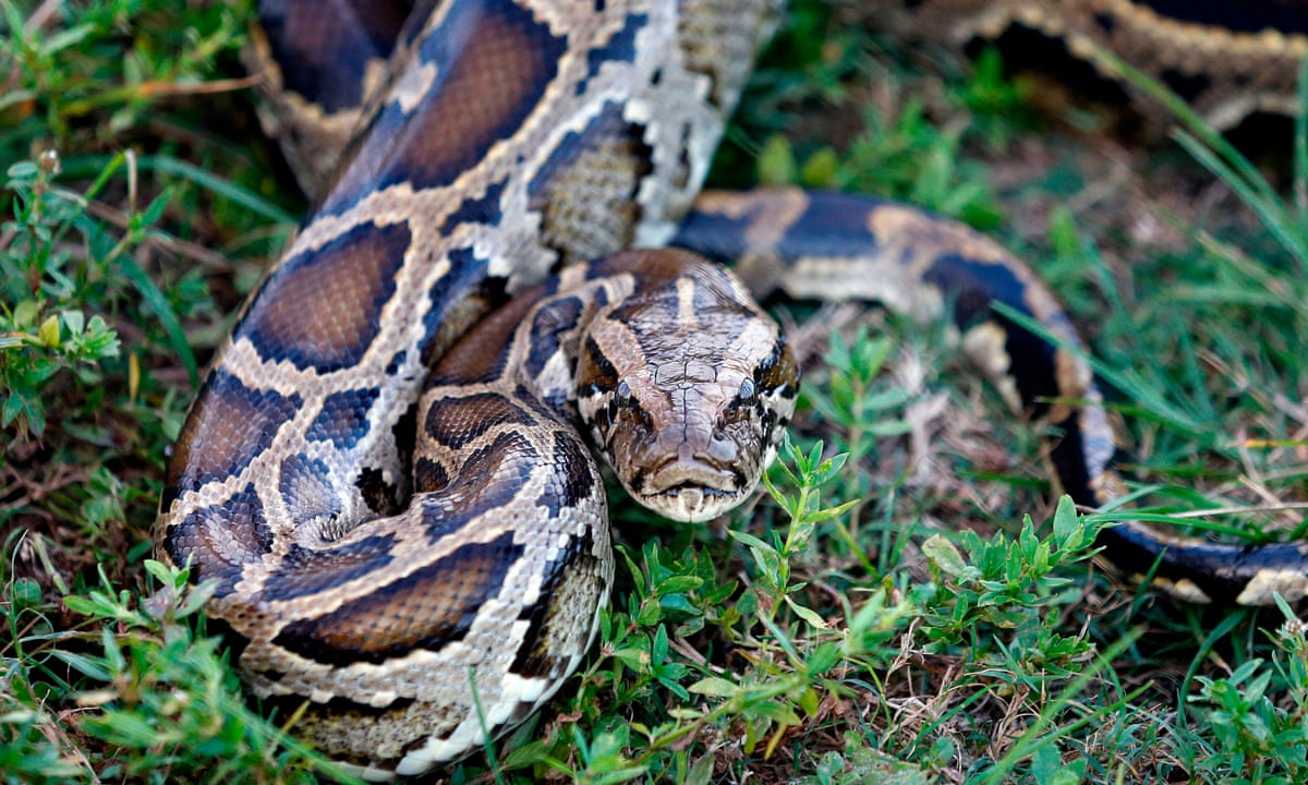 Invasive snake wrestled into submission by hunters is Florida's longest | Snakes | The Guardian
