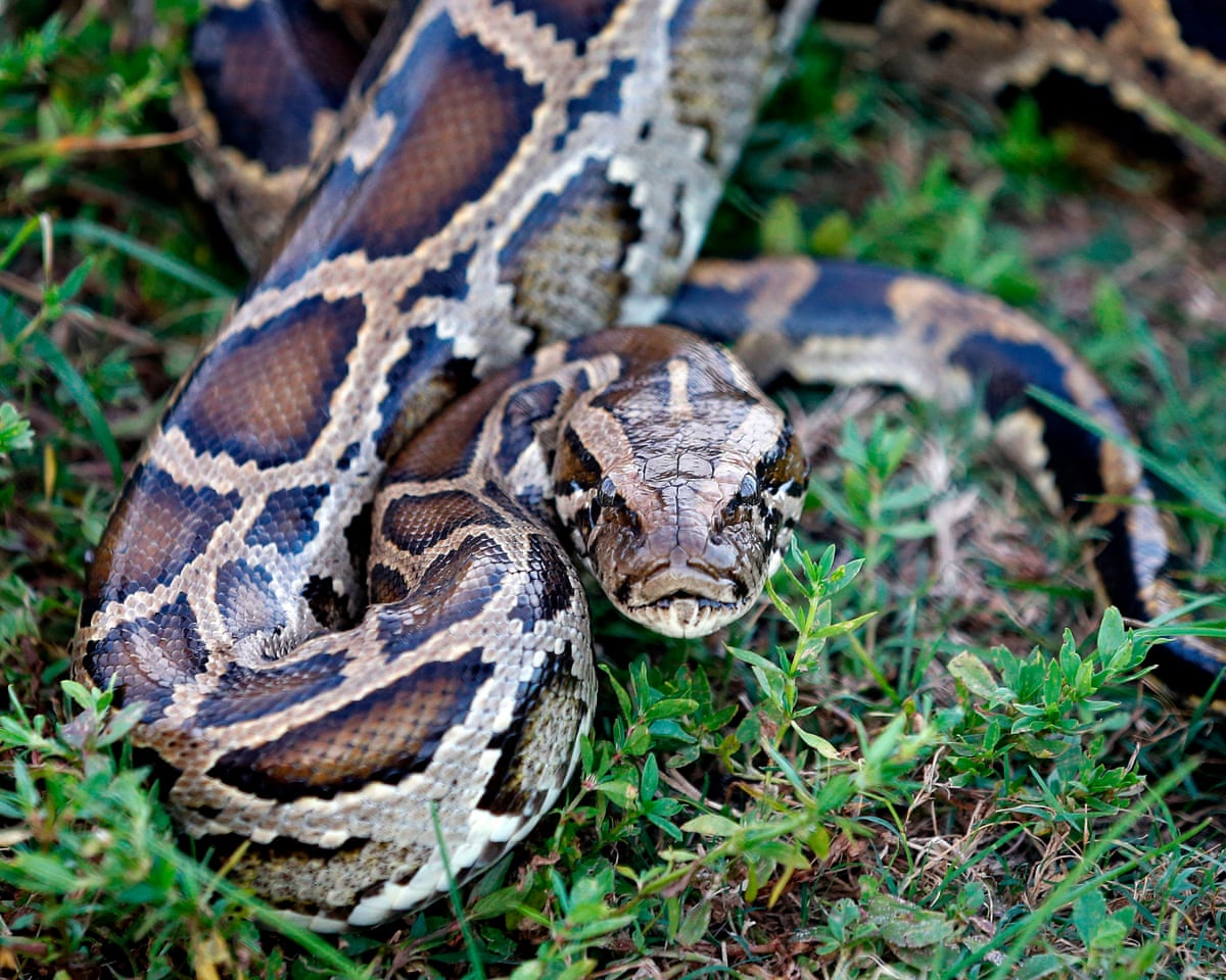 Molecule in Python Blood Could Pave Way for New Obesity Drugs, Scientists Say
