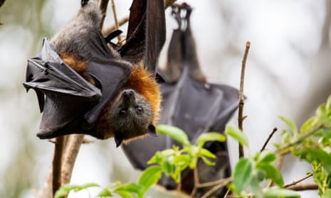 A grey-headed flying fox in Australia, resting up for the day.