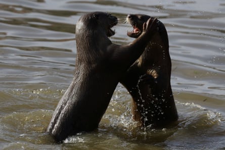 Two otters rearing out of water and grappling face to face