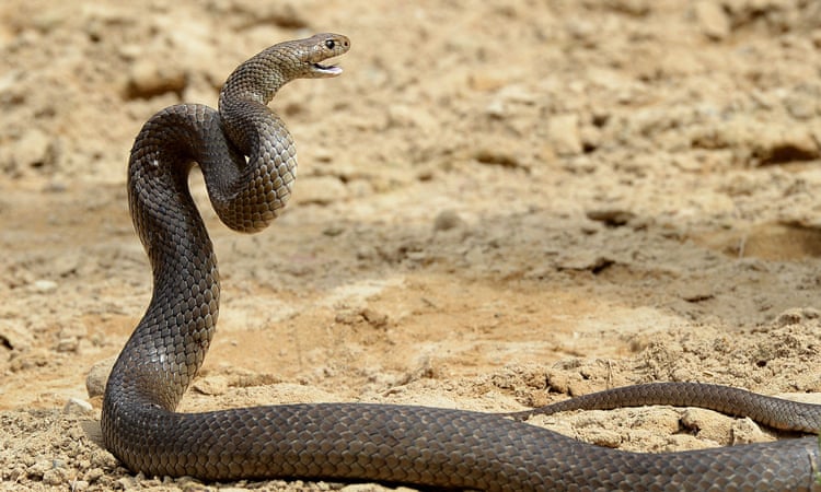 Man dies after being bitten by snake in north Queensland