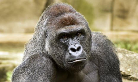 Harambe: the meme that refused to die | Twitter | The Guardian