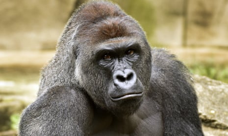Harambe, the gorilla shot at Cincinnati zoo to protect a three-year-old boy who had entered its enclosure.