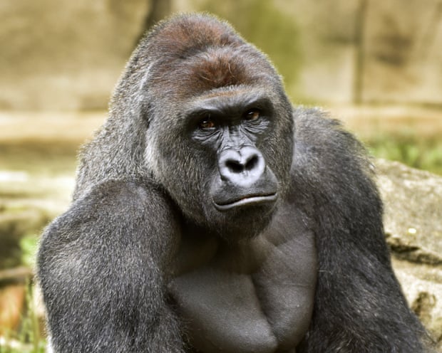 Gorilla