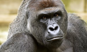 Jill Stein Tweets Memorial For Gorilla Internet Meme And Poll