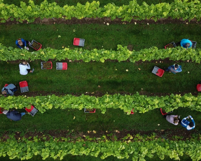 English and Welsh winemakers report sharp rise in production in 2025
