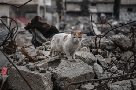 A cat is seen in the rubble of a building destroyed by an Israeli attack.