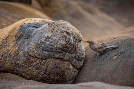 A southern elephant seal on the Falkland Islands.