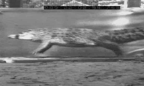 See You Later Trotting Alligators Many Crocodiles Can Gallop Animal Behaviour The Guardian See You Later Trotting Alligators Many Crocodiles Can Gallop Animal Behaviour The Guardian