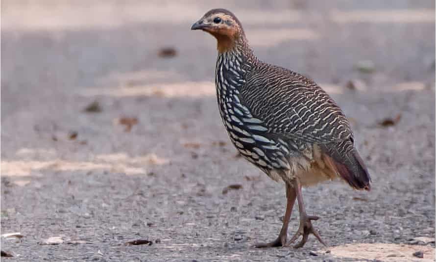 A swamp francolin pictured in November 2020 in eastern Nepal.