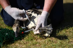An RSPCA officer removes fishing line and float from the leg of an injured Canada goose gosling at a fishing lake in Tonbridge, May.