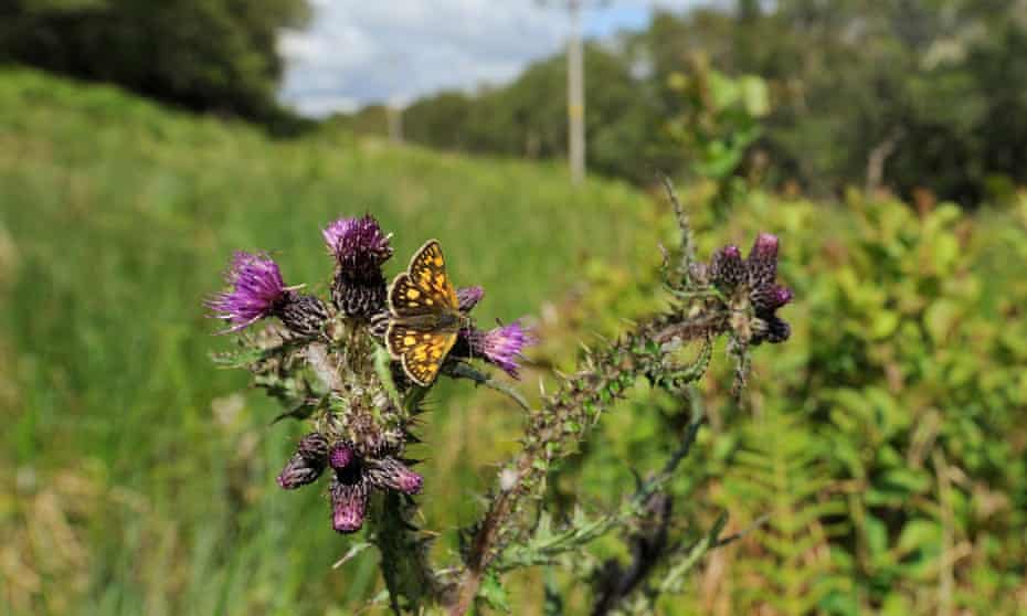 A chequered skipper at Glasdrum national nature reserve in the Scottish Highlands.