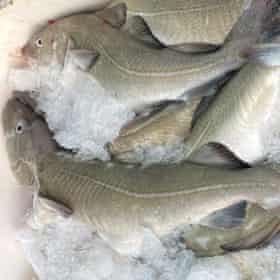 Cod from the Faroe bank on ice