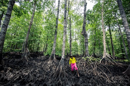 A man searches for mud crabs in mangroves, Indonesia.