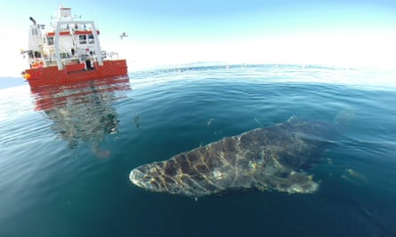 A Greenland shark near the surface after its release from the research vessel Sanna in northern Greenland.