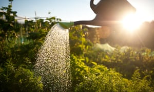 Watering vegetables with a watering can