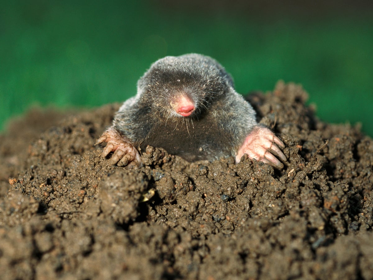 Mesmerised By The Mole That Dug Up My Garden Letters The Guardian Mesmerised By The Mole That Dug Up My Garden Letters The Guardian