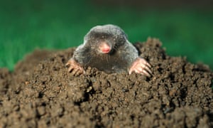 Mesmerised By The Mole That Dug Up My Garden Letters