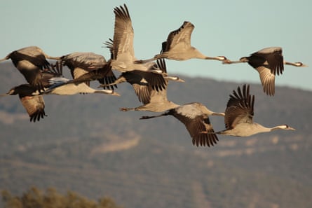 Common cranes fly over Las Tablas de Daimiel.