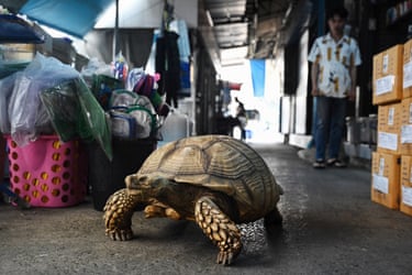 A sizeable tortoise explores a market in Bangkok, Thailand