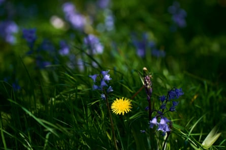 Wildflowers
