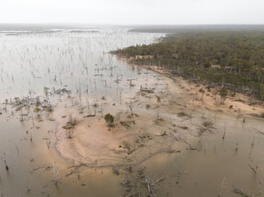 Dead trees stand amid floodplain