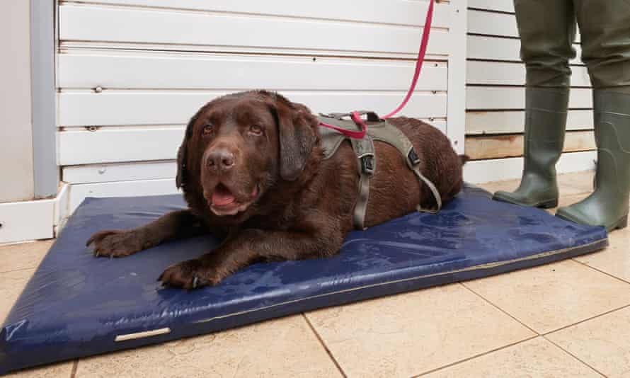 Blue the brown labrador takes a breather after his exercise regime