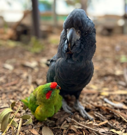 The cockatoo and the lorikeet
