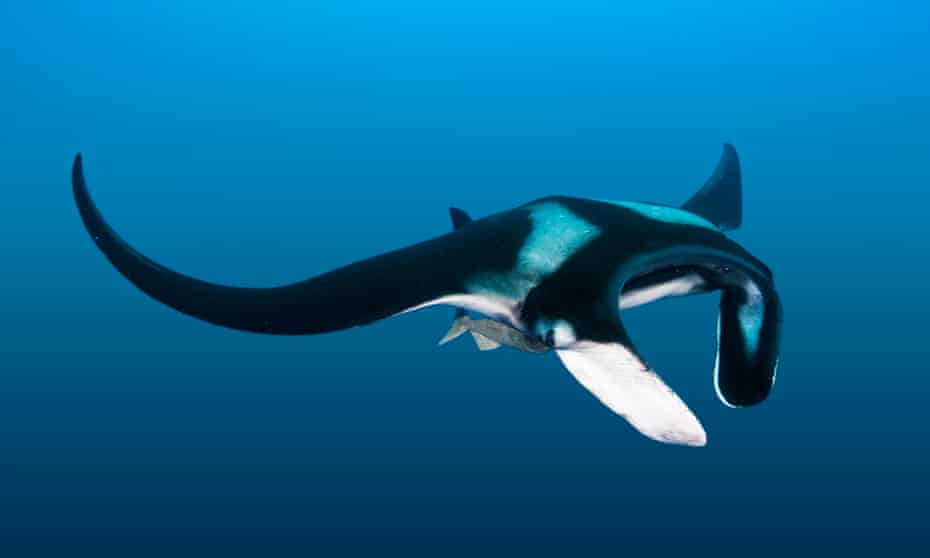 How Peru Fell In Love With A Sea Giant Worth Far More Alive Than Dead Peru The Guardian How Peru Fell In Love With A Sea Giant Worth Far More Alive Than Dead Peru The Guardian