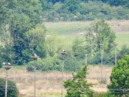 A line of electricity pylons across a field, each with a nest on top, some of which have storks standing on them
