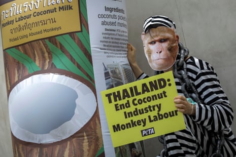 Peta activists hold a protest in Bangkok, Thailand, calling for an end to monkey labour in the coconut trade.
