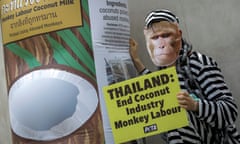 Peta activists hold a protest in Bangkok, Thailand, calling for an end to monkey labour in the coconut trade.