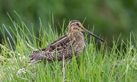 The common snipe (Gallinago gallinago) is one of the bird species at risk of extinction in Europe.