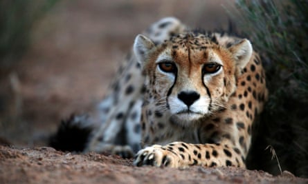 The Asiatic cheetah, which is one of the world’s most endangered species with only 50 left alive.