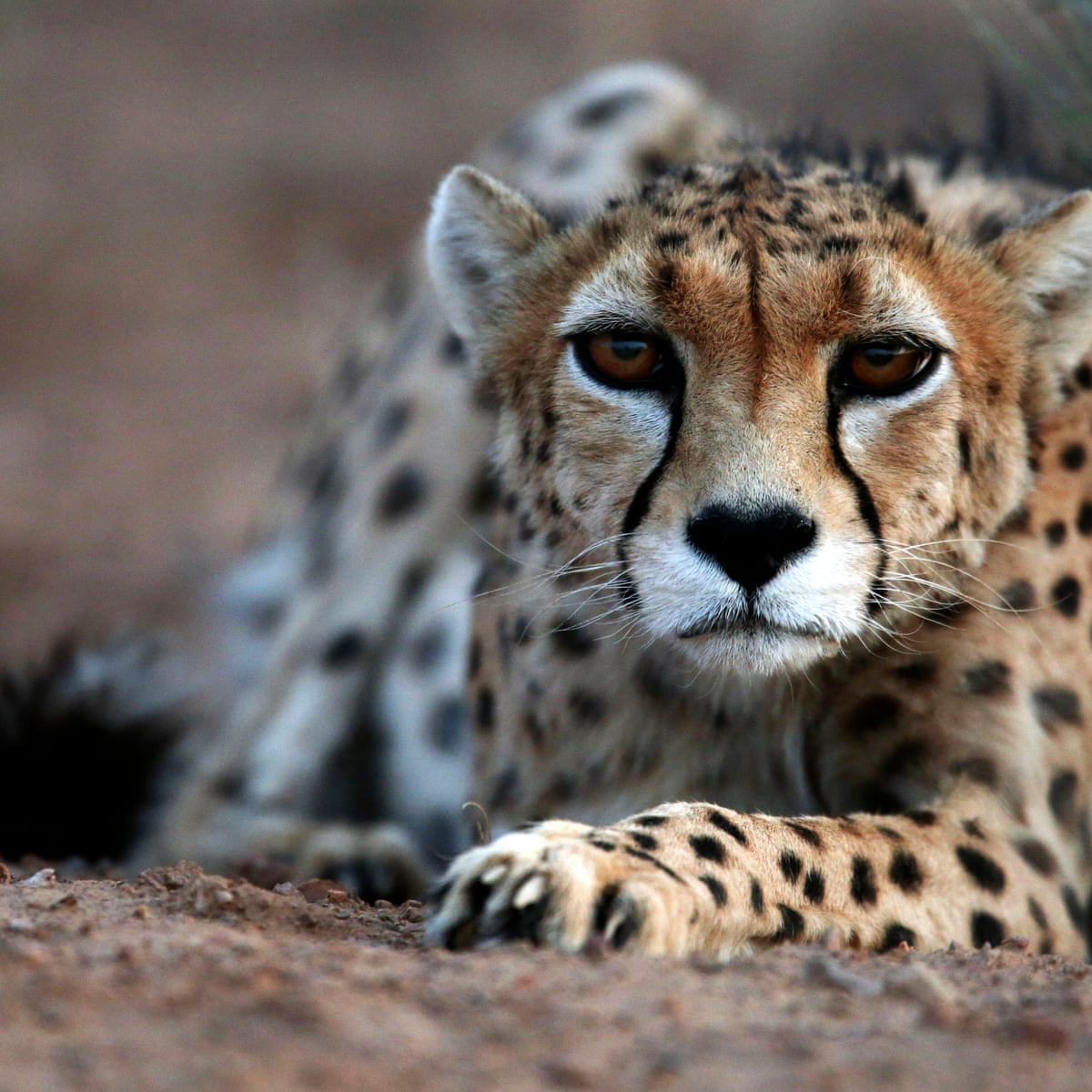 Asiatic cheetahs on the brink of extinction with only 50 left alive | Endangered  species | The Guardian