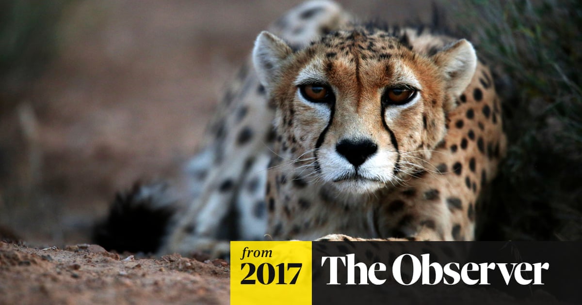 Asiatic cheetahs on the brink of extinction with only 50 left alive