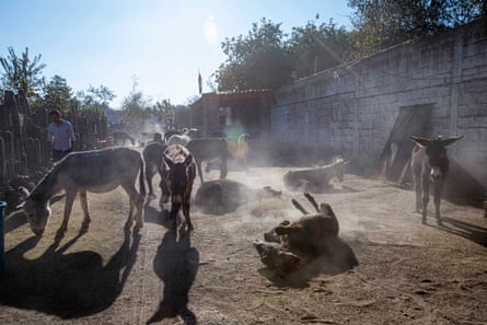Donkeys at the Burrolandia sanctuary stand and roll in a dusty, sunlit yard