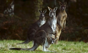 Four kangaroos, including  a joey