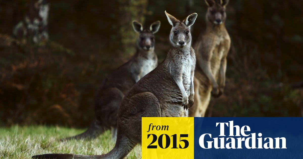 Kangaroo flatulence research points to new climate change strategy for  farmers | Animal behaviour | The Guardian