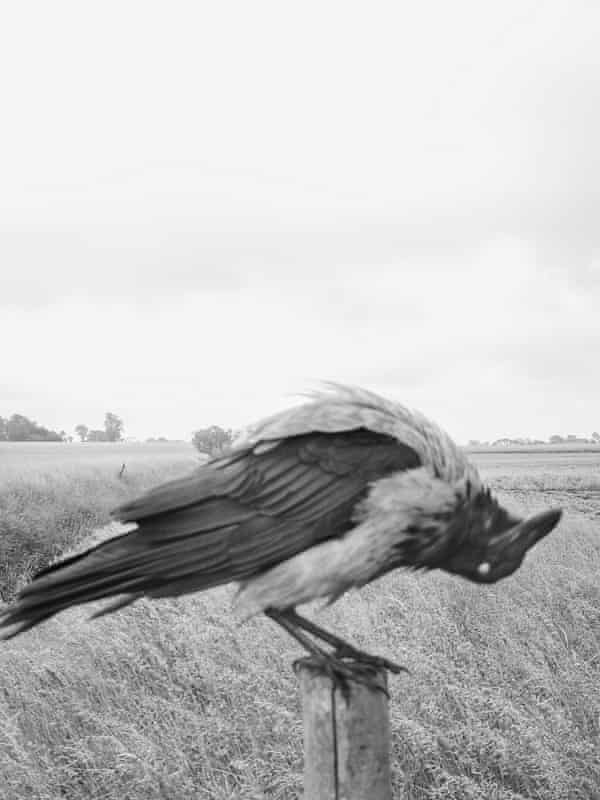 A different type of wildness … a portrait from The Pillar in which birds perch, preen and land on a wooden stake.