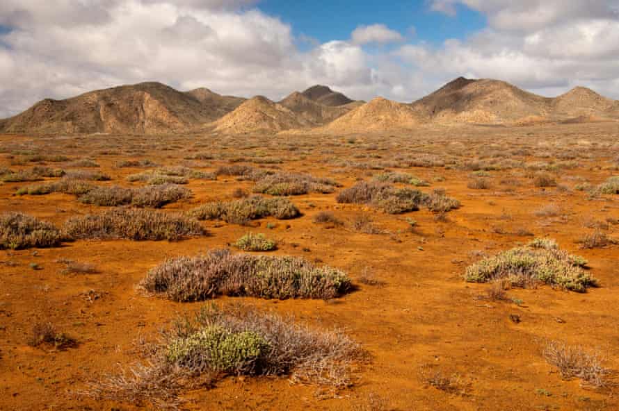 Richtersveld Nationalpark, Northern Cape
DEAH12 Succulent vegetation on rust-red laterite soil in a winter rainfall desert ecosystem, Richtersveld Nationalpark, Northern Cape