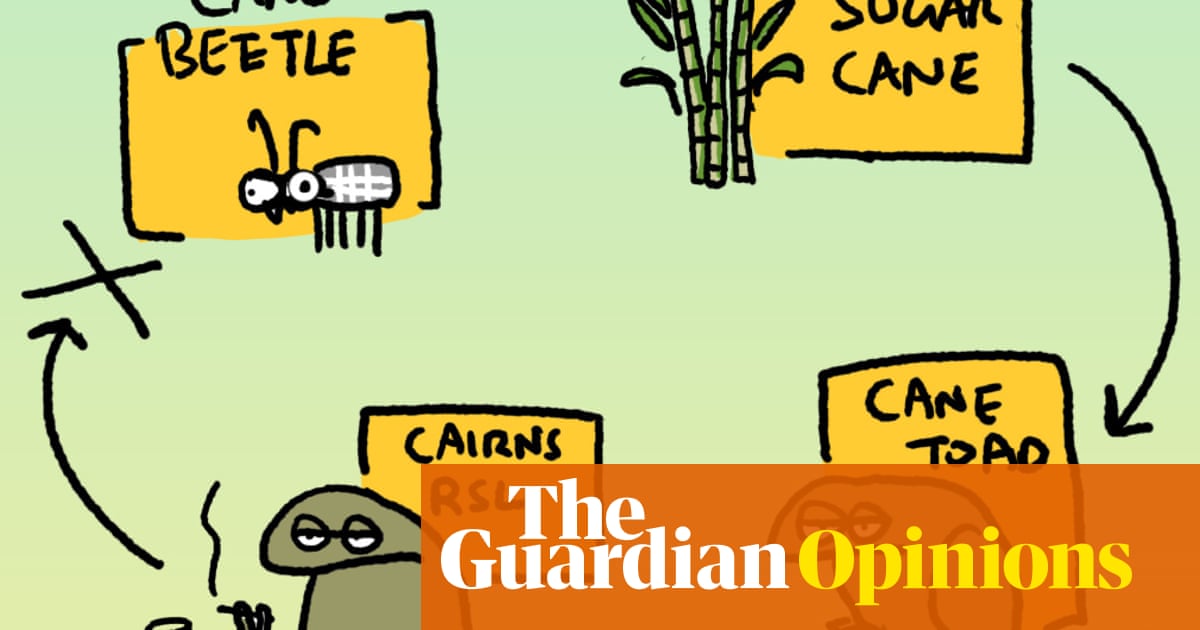 Everyone hates cane toads – even the other cane toads | First Dog on the Moon Everyone hates cane toads – even the other cane toads | First Dog on the Moon