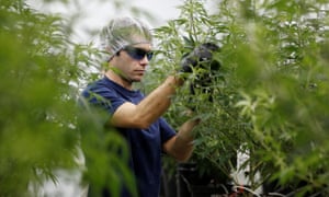 An activist collects cuts from a marijuana plant at Canopy Growth in Smiths Falls, Ontario, Canada.