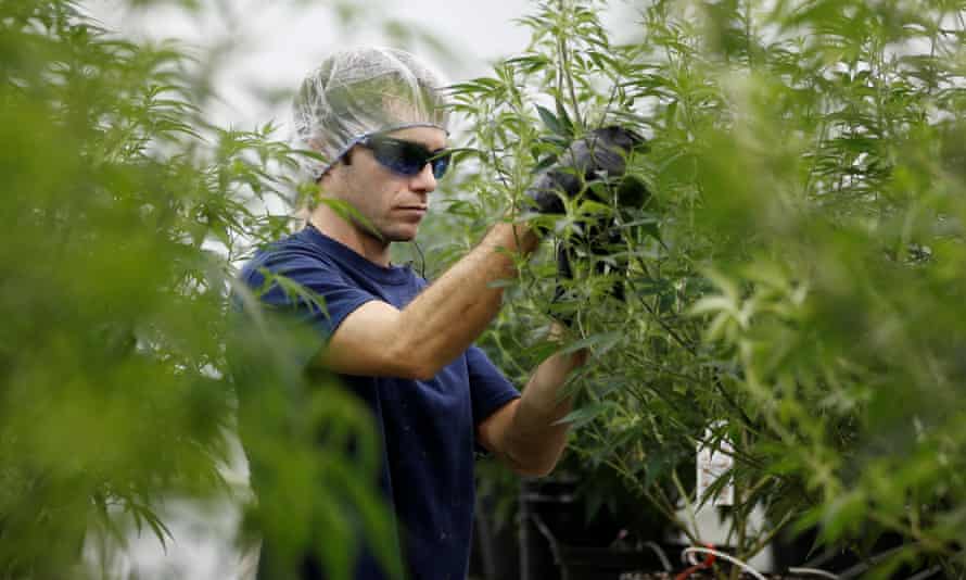 A worker collects cuttings from a marijuana plant at Canopy Growth in Smiths Falls, Ontario, Canada.
